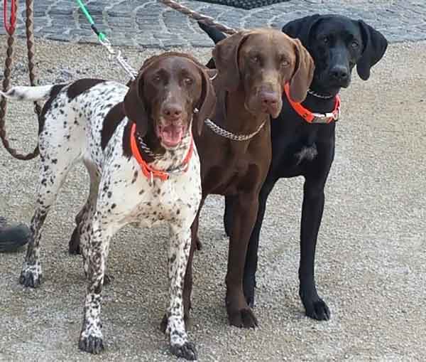 Hunde an der Leine. (Foto: TiWi)