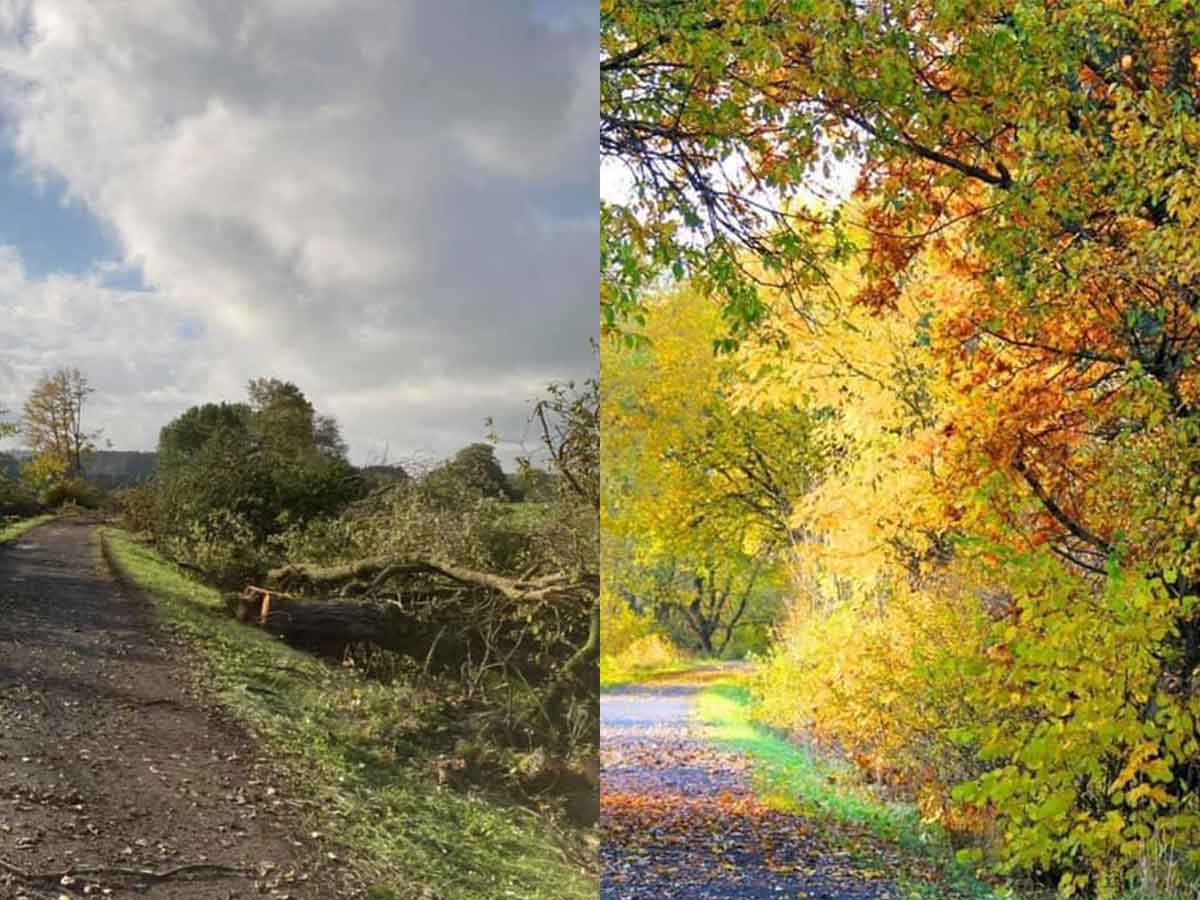 Kahlschlag in Rehe. (Foto: SPD Rennerod)