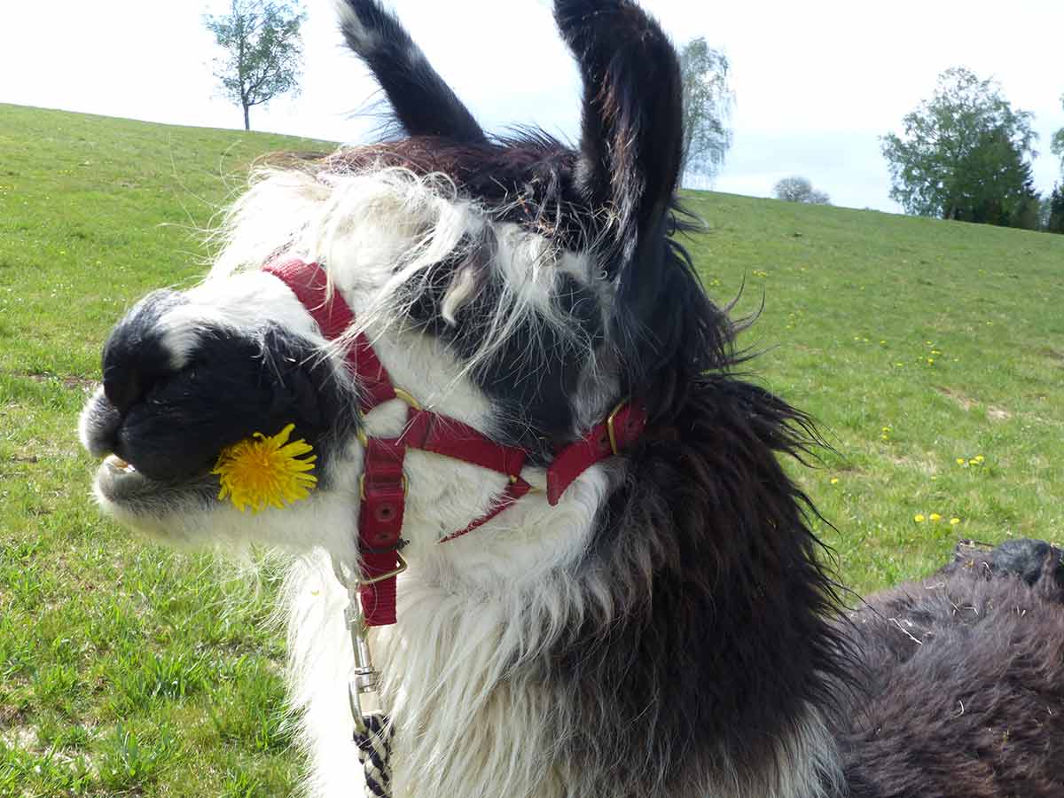 Alpaka Wanderungen: Mit einem vierbeinigen Freund durch den Westerwald wandern