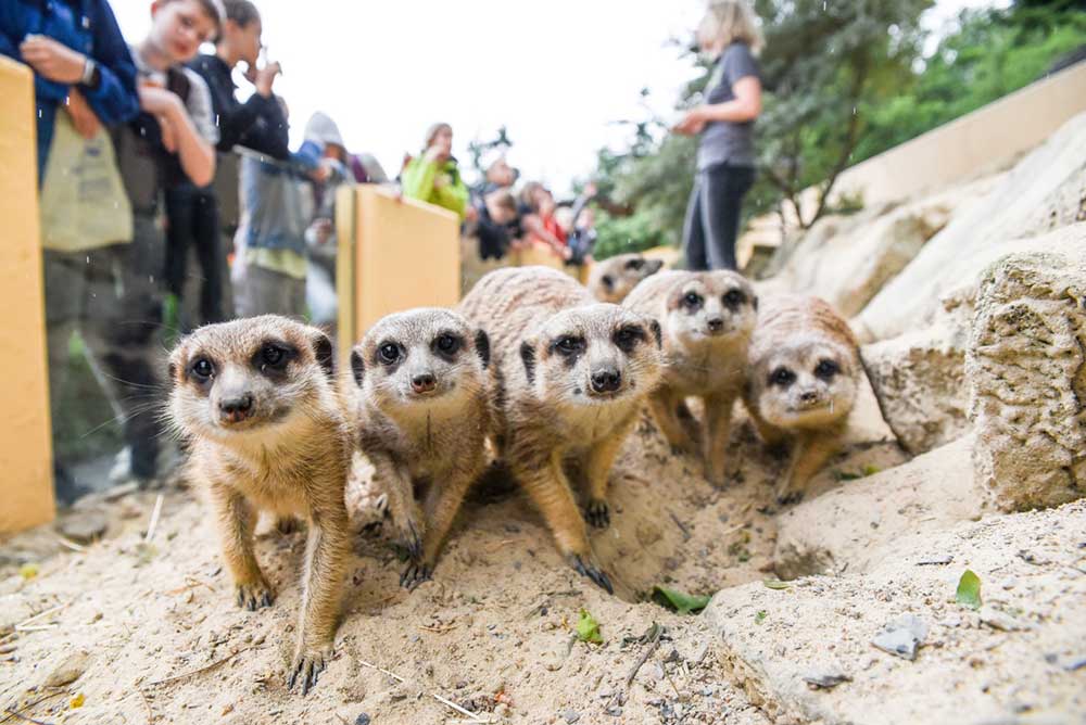 Den Tieren ganz nah sein, wie hier beim Erdmnnchen fttern, diese Mglichkeit hat man in vielen Zoos und Tierparks im Westerwald. (Foto: Tierpark Herborn)