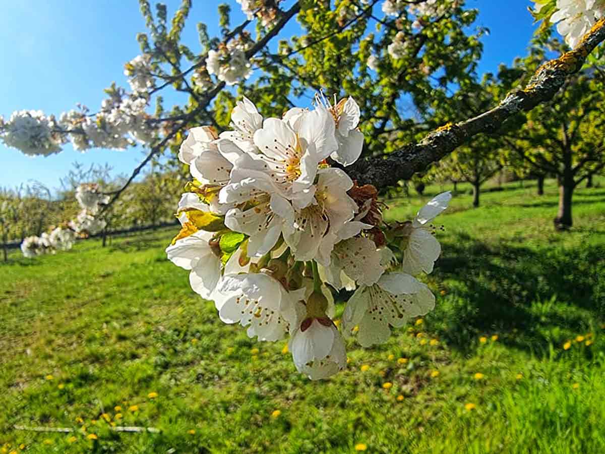 Traumpfade Streuobstwiesenweg in Mlheim-Krlich: Wunderschner Rundwanderweg inmitten traumhafter Blten