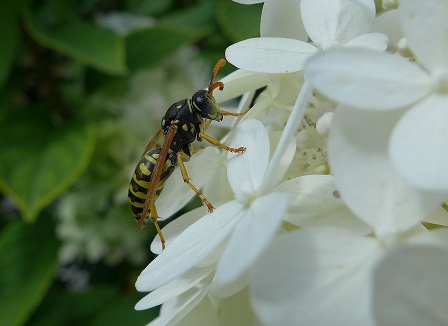 Eine Wespe (Foto: Makrowilli)