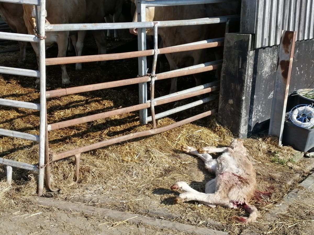 Kettenhausen: Tod eines Kalbes gibt zunchst einmal Rtsel auf 
