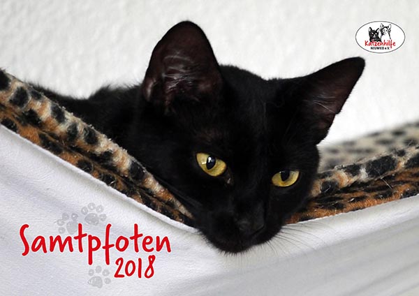 Foto: Katzenhilfe