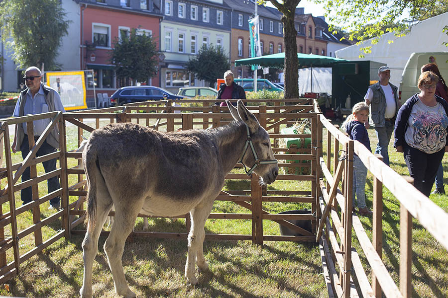 Auch 2021 wird der beliebte Kartoffelmarkt mit seiner Tierschau nicht stattfinden. Archivfoto: Wolfgang Tischler