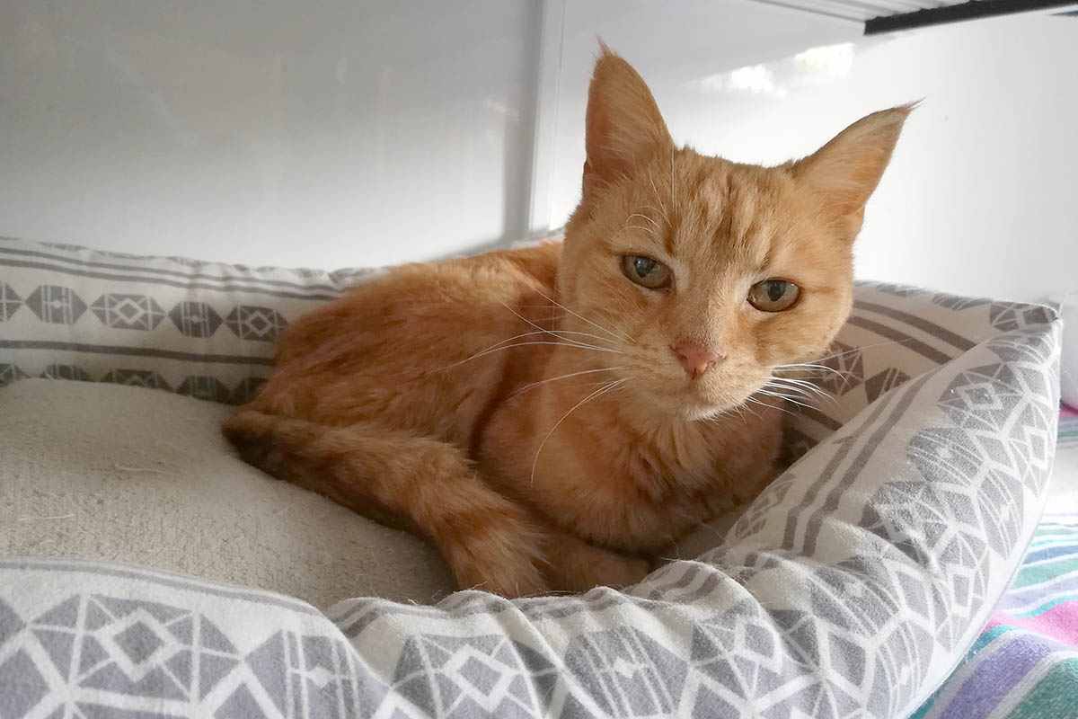 Kater Garfield ist einer Senioren-Pftchen, der noch einmal ein Zuhause auf Lebenszeit sucht. Foto: Tierschutz Siebengebirge / Uli Peters