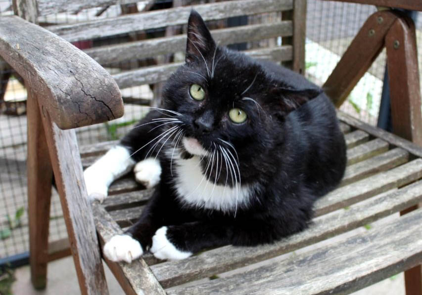 Kater Elmo. Foto: Tierschutz Siebengebirge.
