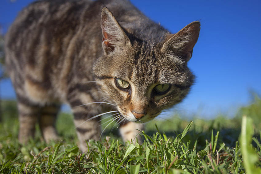 Katzen  unterschtzte Raubtiere im Garten