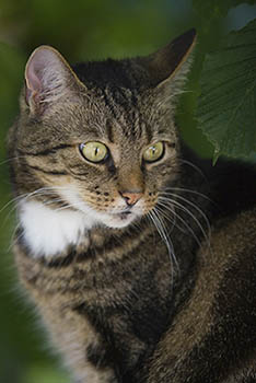 Stehen die roten Plastiktonnen im Zusammenhang mit dem Verschwinden von Katzen? Foto: Wolfgang Tischler