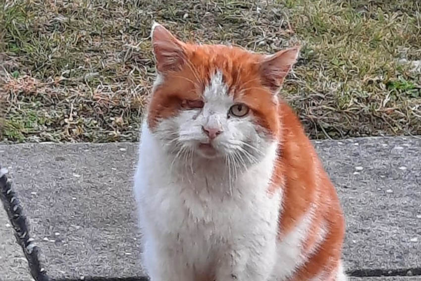 Wilde Katzen Kostenlos Kastrieren