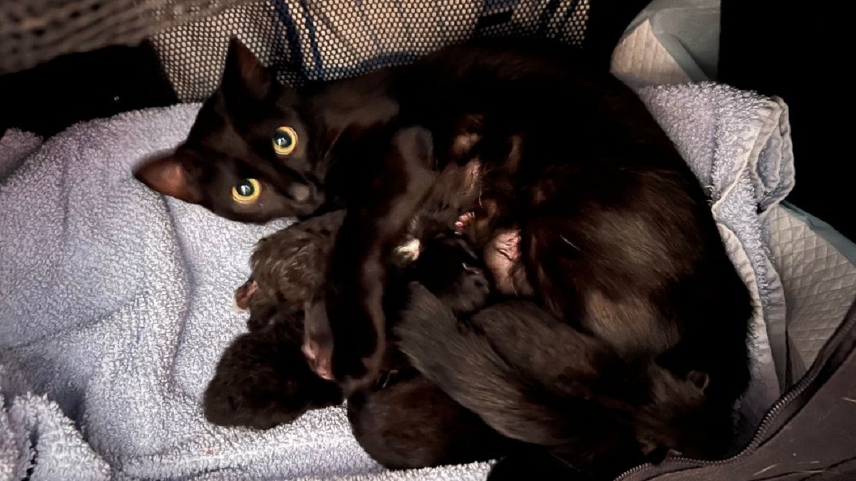 Groe Not im Katzen-Team des Tierschutz Siebengebirge