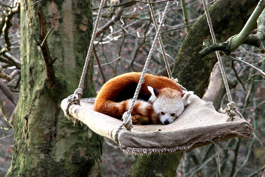 Der Katzenbr im Winter. Fotos: Zoo Neuwied