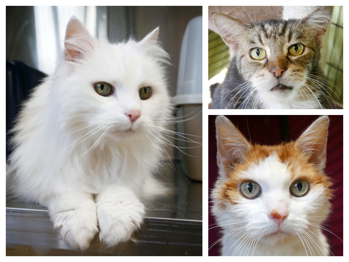 Die weie Angorakatze Elli ist 20 Jahre alt und bereits zum zweiten Mal bei der Katzenhilfe Neuwied. Der 17-jhrige rot-weie Vladi hofft trotz seines Alters auf eine zweite Chance. Brooklyn ist 15 und lebte bislang vor allem drauen. Jetzt hofft er auf ein Zuhause, in dem er auch mal auf dem Sofa liegen kann. (Fotos: Doris Litz)