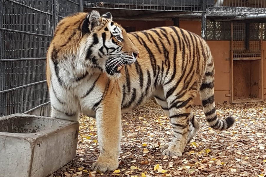 Zoo Neuwied hat nun ein Tigerweibchen fr Ivo