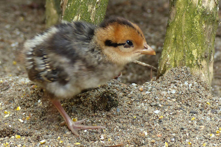 Das Kcken des Knigsfasan. Fotos: Zoo Neuwied