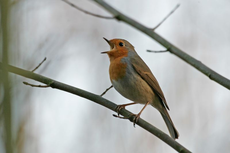 Vogelstimmenwanderung in Montabaur