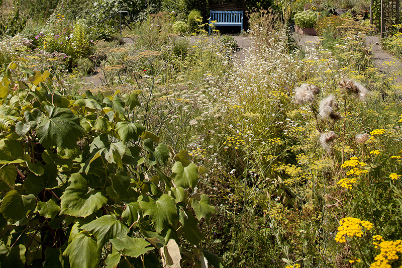 Im Klostergarten der Waldbreitbacher Franziskanerinnen finden regelmig verschiedene Veranstaltungen statt. Foto: Anne Orthen 