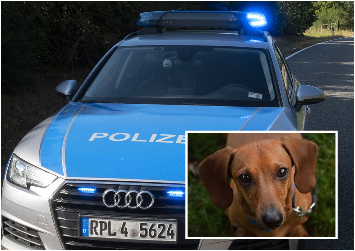 Hund statt Hhnchen? Frau wirft Dackel in Koblenzer Dnerladen