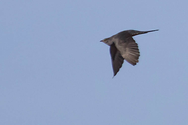 Vogelkundliche Wanderung um die Rother Weiher in Giershofen