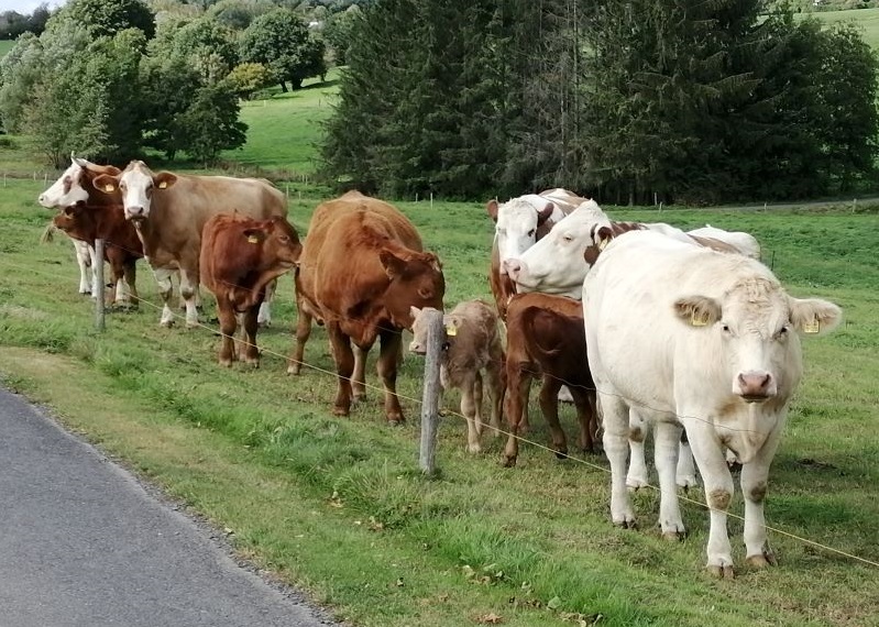 Normalitt beim Blick auf die landwirtschaftlich genutzten Flchen im AK-Land: Khe & Co. genieen die letzten September-Tage im Freien. (Foto: hak) 