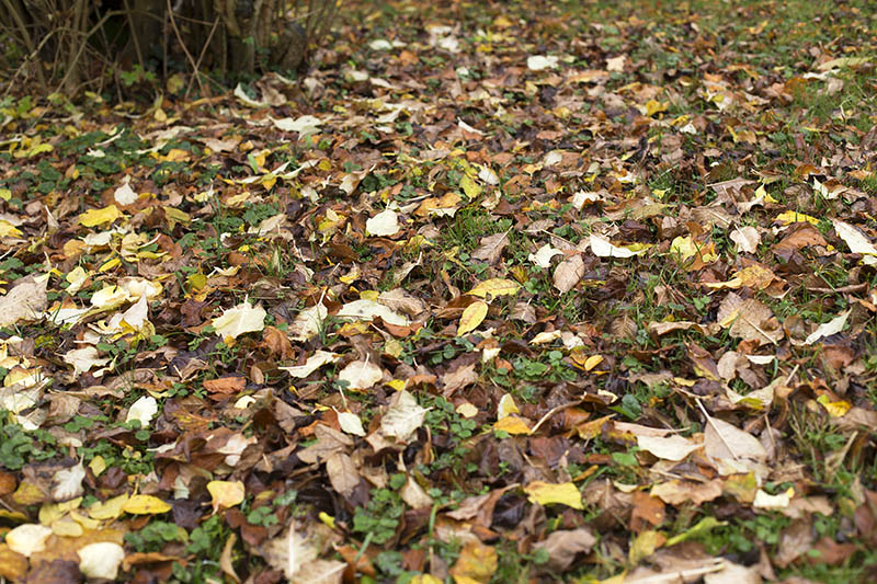 Westerwaldwetter: Wechselhaftes Herbstwochenende 