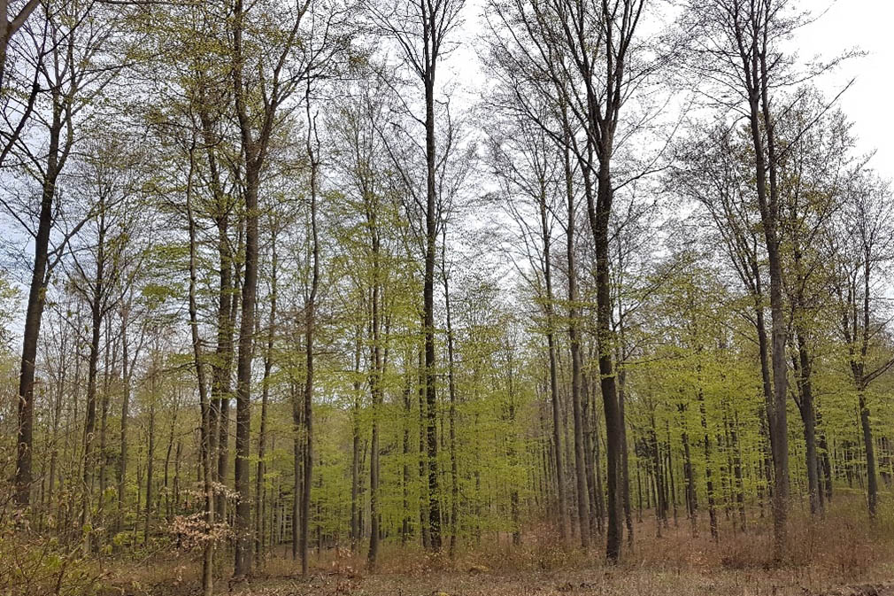 Neues aus dem Wald - Verzgerung beim Laubaustrieb