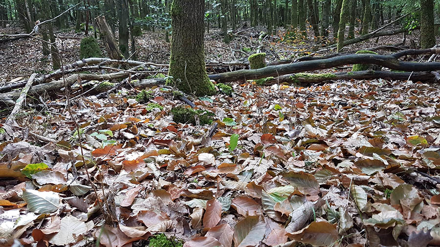 Vor allem auf trockenen, felsigen Standorten verlieren Birken, Kirschbume, Ahorne, aber auch Buchen bereits ihre Bltter. Foto: Frank Krause