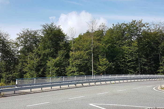 Am Waldrand bei Rengsdorf werden bereits einige Buchen und Ahorne ihre Bltter ab. Die Kronen einiger Bume sind bereits am Absterben. Fotos: Frank Krause

