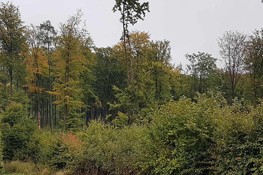 Der Waldrand ist schon seit lngerem bunt gefrbt. Einzelne Buchenkronen sind bereits abgestorben. Fotos: Frank Krause