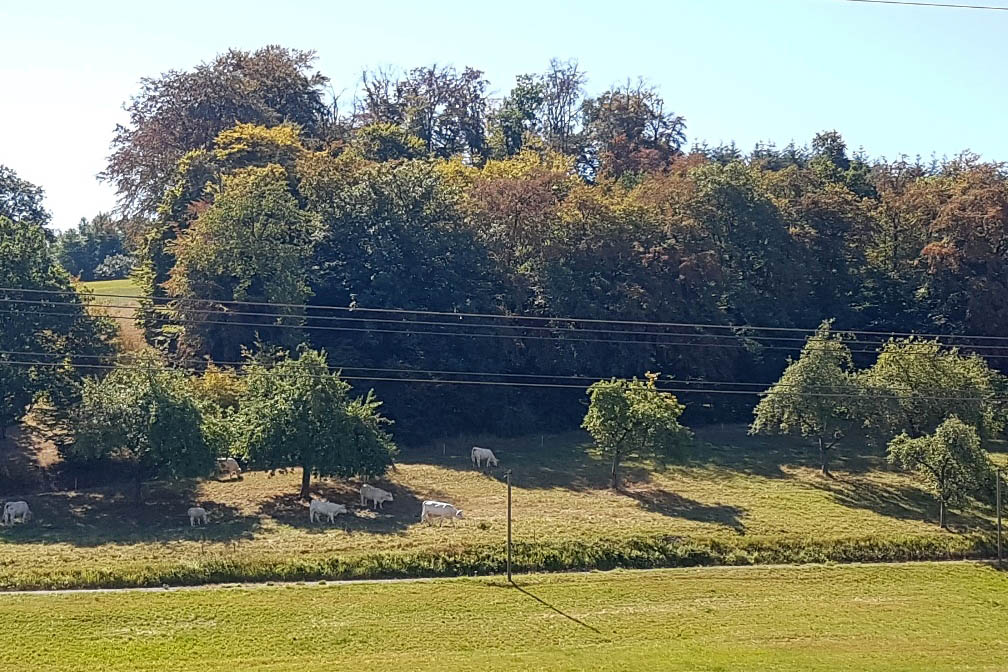 Alarm: Der Wald verdurstet...