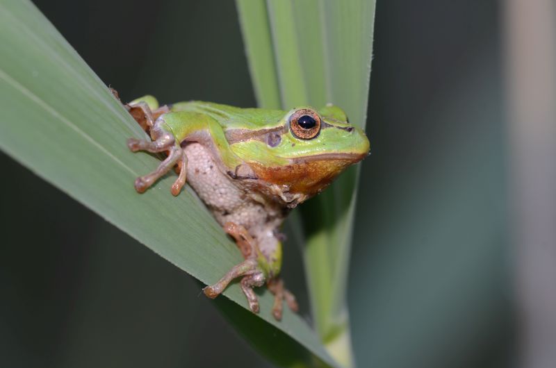 Laubfrosch. Foto: Heinz Strunk