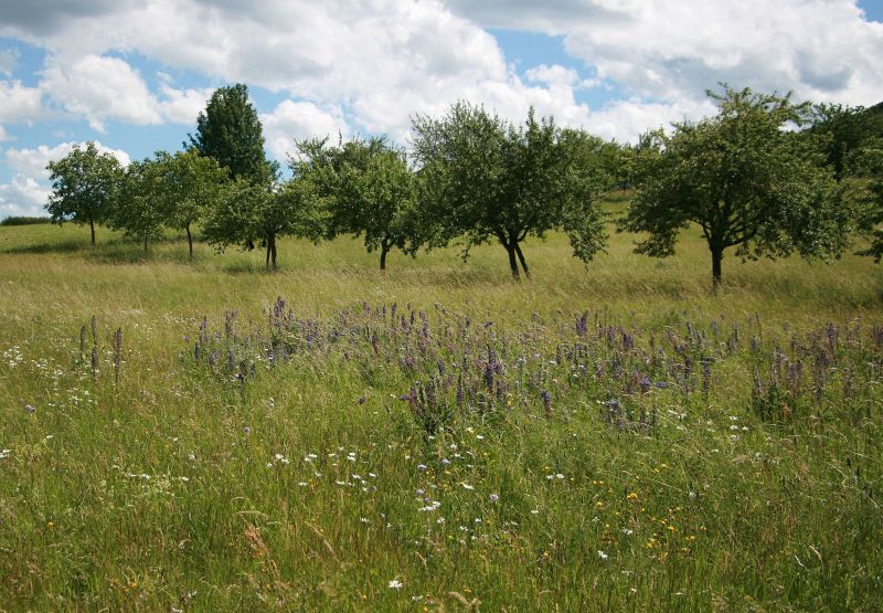 Lebensraum Streuobstwiese. Foto: Philipp Schiefenhvel