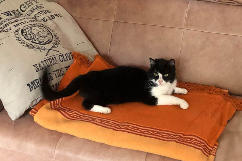 Happyend: Katze Lilly dank Chip nach acht Monaten wieder zu Hause 
