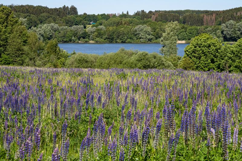 Lupinen am Wiesensee. Foto: Uwe Rose