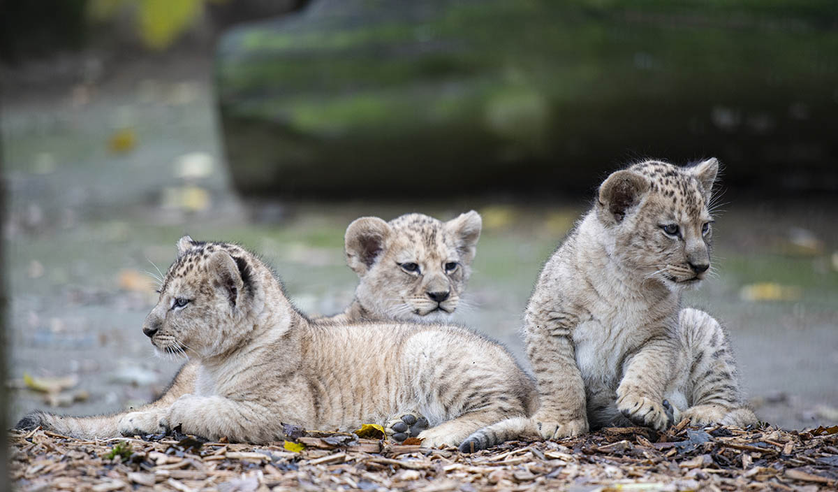 Zoo Neuwied empfiehlt: Tierische Erlebnisse schenken