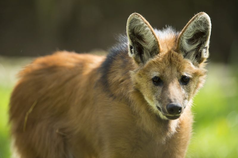 Mhnenwlfe: Bellende Hunde im Zoo Neuwied