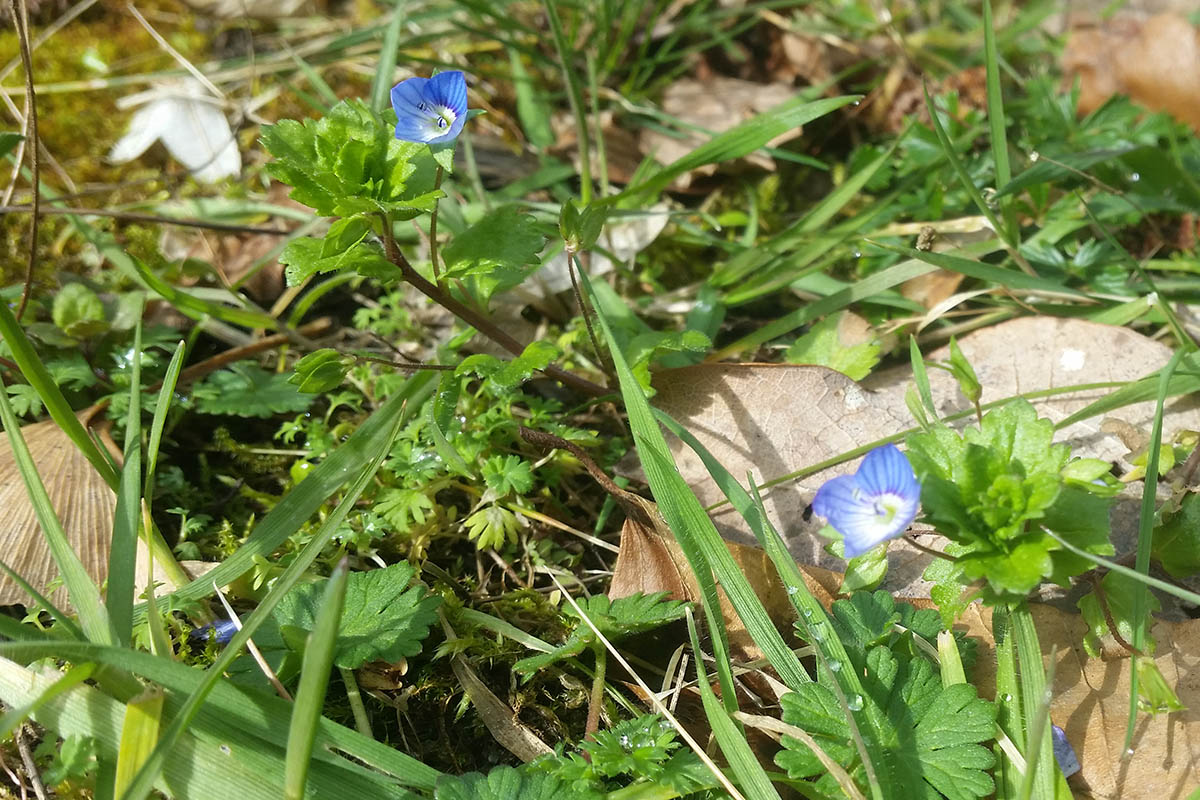 Wie aus dem Nichts blhen an geschtzten warmen Stellen pltzlich Blumen auf. Die Schpfung erneuert sich immer wieder selbst. Foto: Dorothea Mth-Abu Dhis
