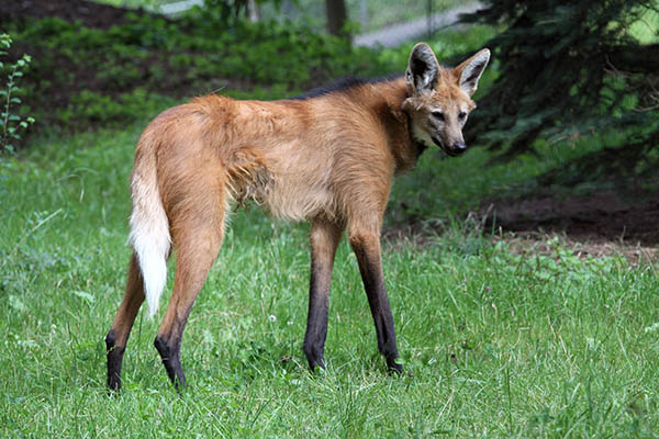 Zoo Neuwied: Wer bellt denn da?