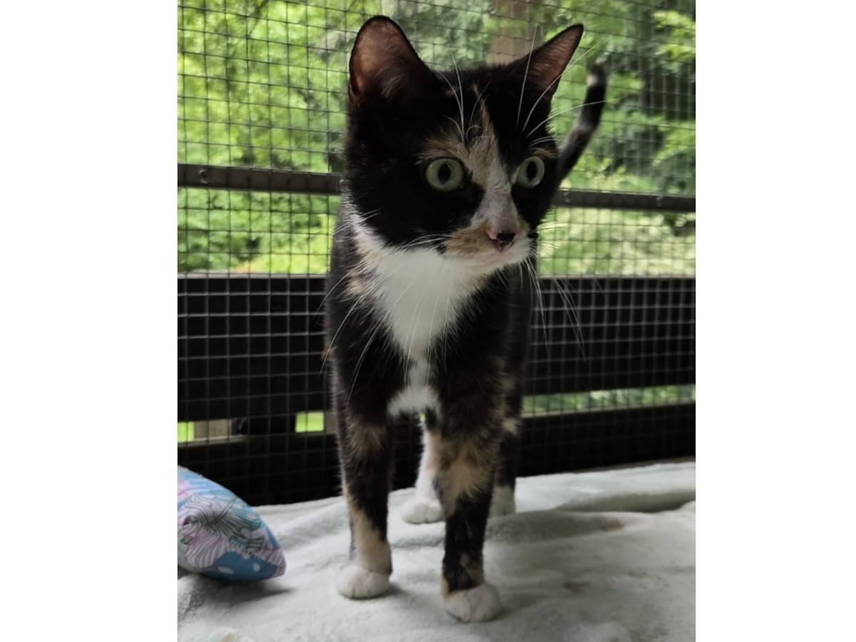 Ein echter Gl�cksgriff f�r Katzenfans: die verschmuste Maileen. (Fotos: Tierschutz Siebengebirge, J. Stoll)