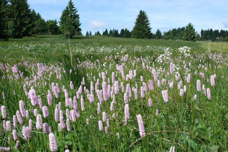 Artenreiche Wiesen im Westerwald 
