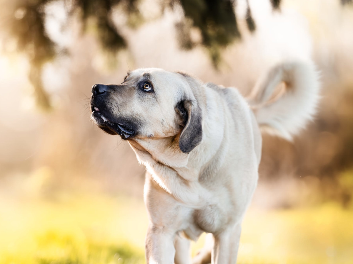 Foto: Lightpawpictures