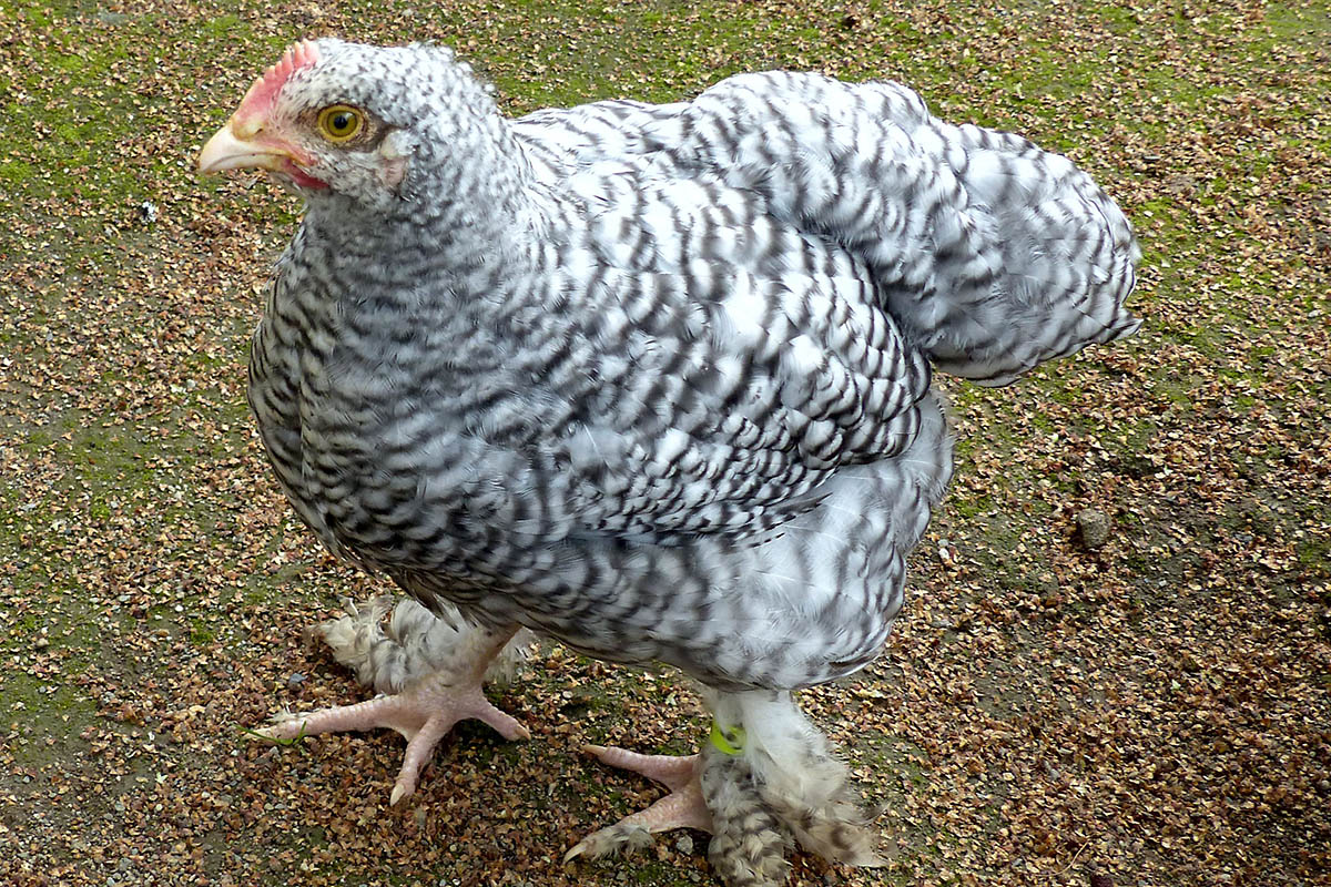 Eine neue Hhnerrasse im Zoo Neuwied: Das Mechelner Huhn