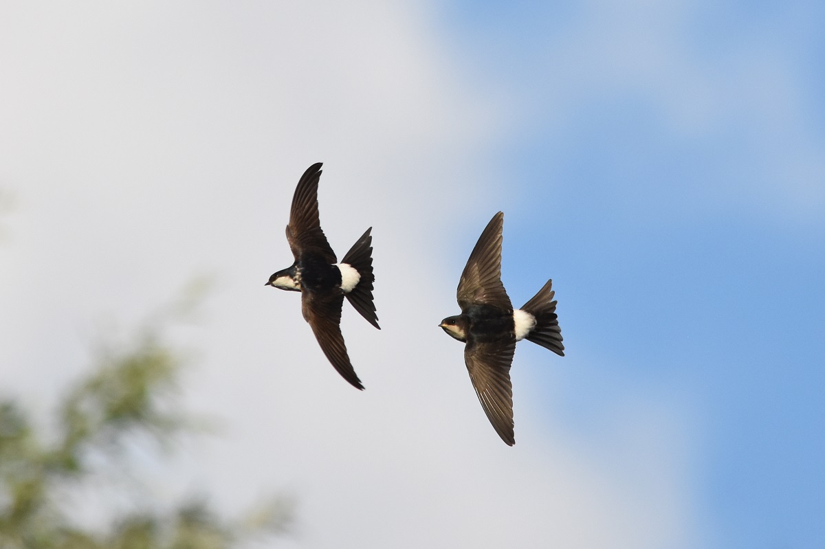 Schwalben sind als Kulturfolger auf menschliche Siedlungen als Lebensraum angewiesen. Gerade in der aktuellen Diskussion um das Insekten- und Artensterben sollte daher die Untersttzung gefhrdeter Arten nicht an der eigenen Haustre enden. (Fotos: Heinz Strunk)