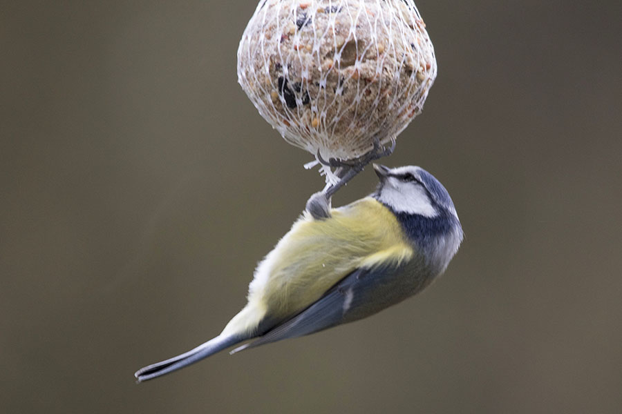 Vogelftterung im Winter: Futterhuschen, Meisenkndel oder Streufutter?