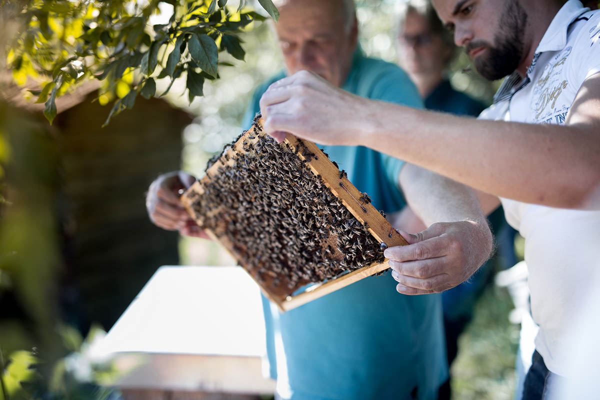 Die Bienen, ihr Wesen und ihre Bedrfnisse stehen bei den Imkerkursen von Mellifera e. V. im Vordergrund. Foto: Mellifera e.V.