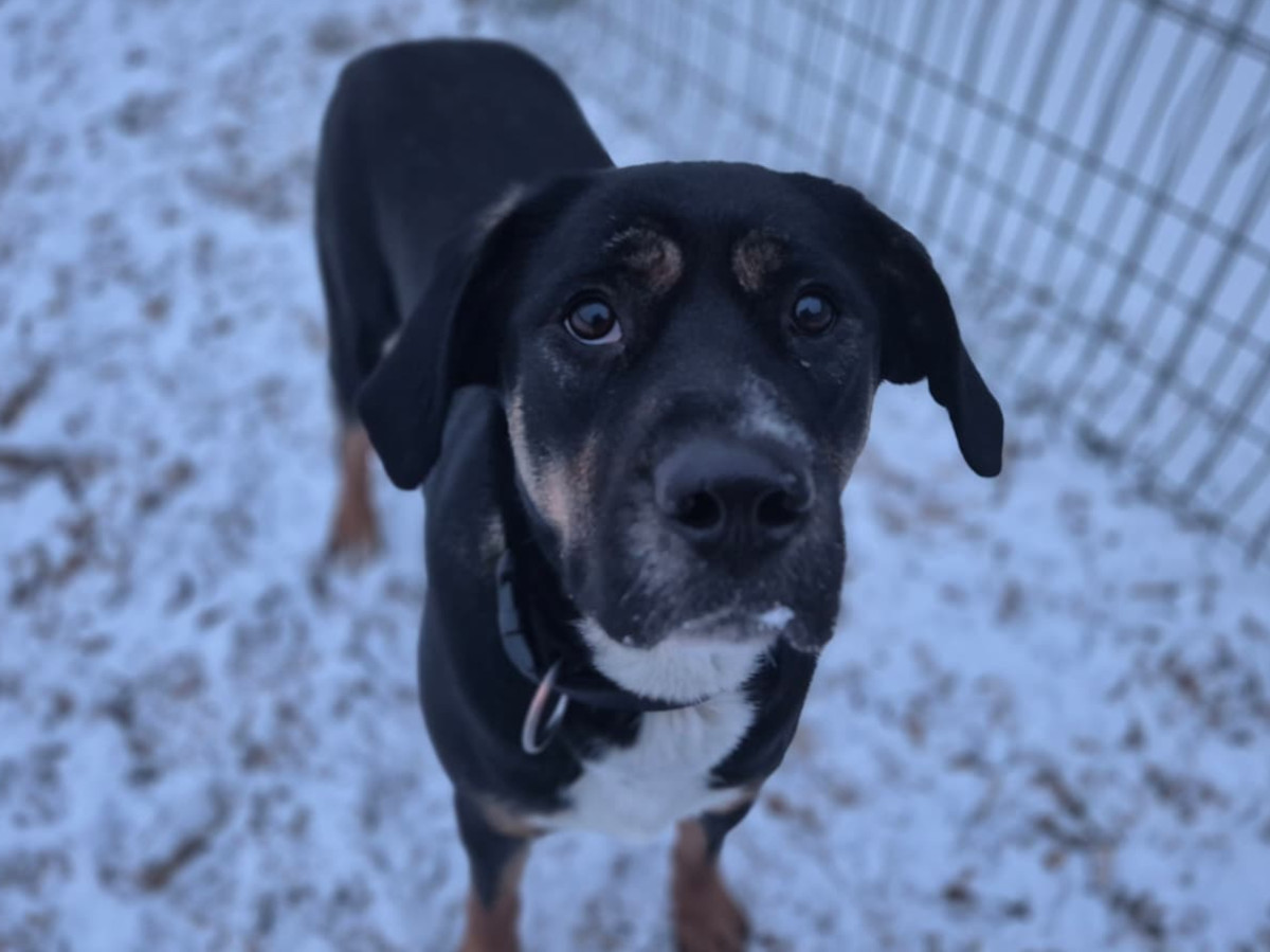 Fotos: Tierheim Ransbach-Baumbach