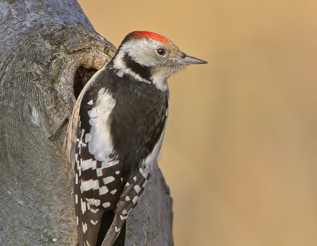 Im Nachschlagewerk Die Vogelwelt von Rheinland-Pfalzist unter anderem nachzulesen, wie vielfltig die heimischen Arten sind und wie es ihnen geht. Hier eine Aufnahme des Mittelspechts. (Foto: Goebel Berggold)
