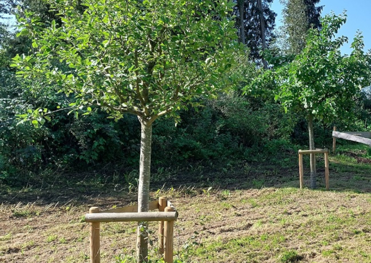 Die Stadt Montabaur vergibt kostenlos junge Bume, damit diese auf privaten Grundstcken gepflanzt werden. Wer mitmachen mchte, sollte sich bald bewerben. (Foto: Stadt Montabaur / Markus Kuch)
