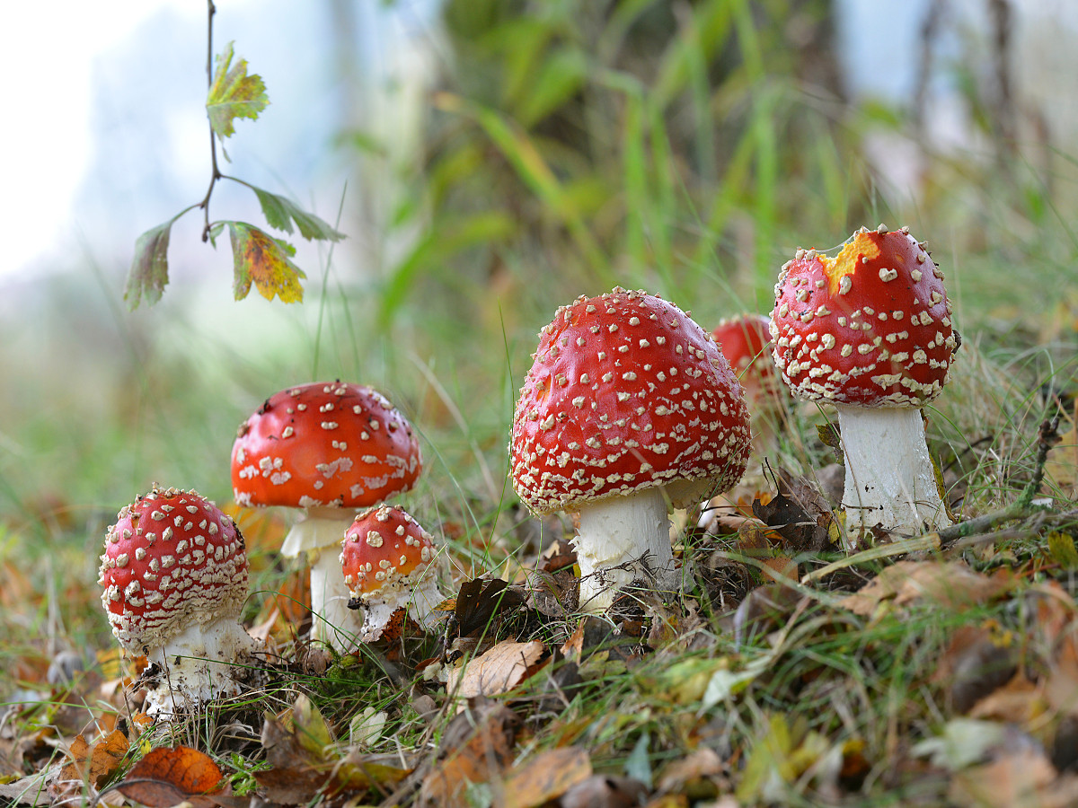 Am Sonntag, 3. Oktober, ldt die NABU-Gruppe Montabaur zur Pilzwanderung bei
Horressen ein. (Foto: NABU / Gerd Wartha)