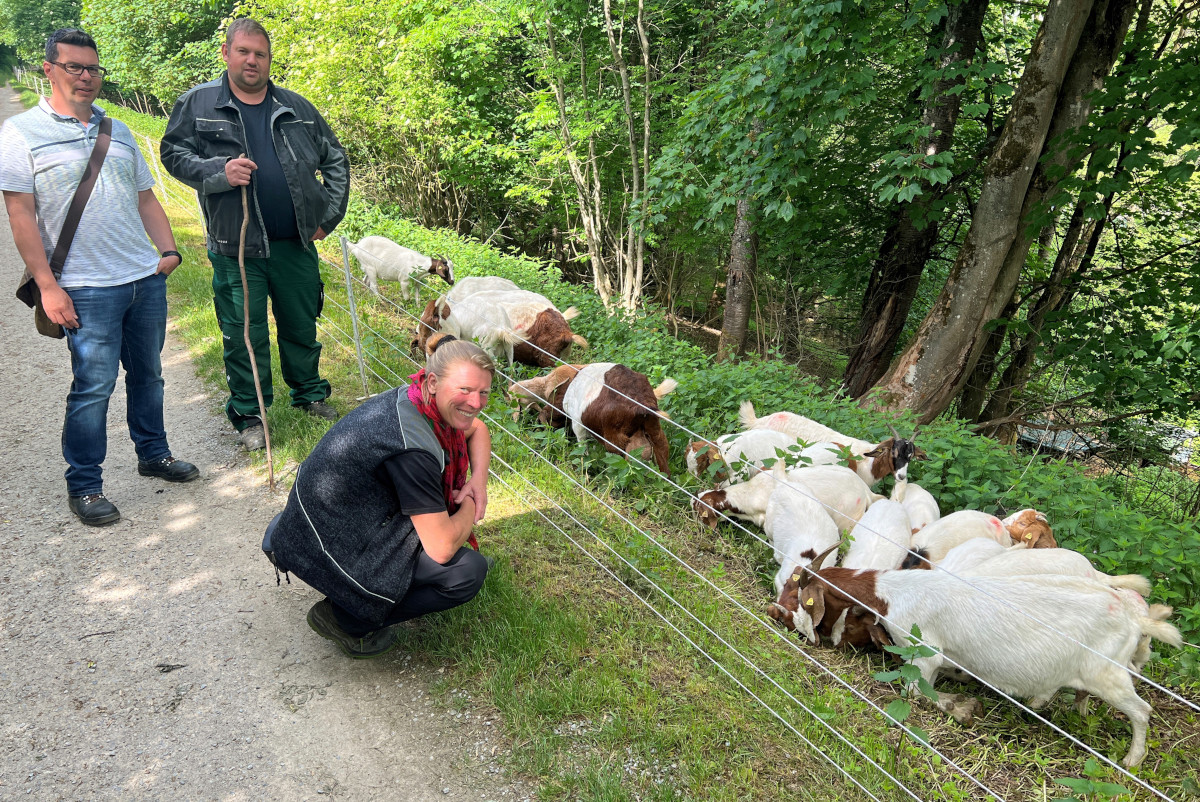 Promenadenweg in Montabaur: Ziegen als Grnpfleger im Einsatz